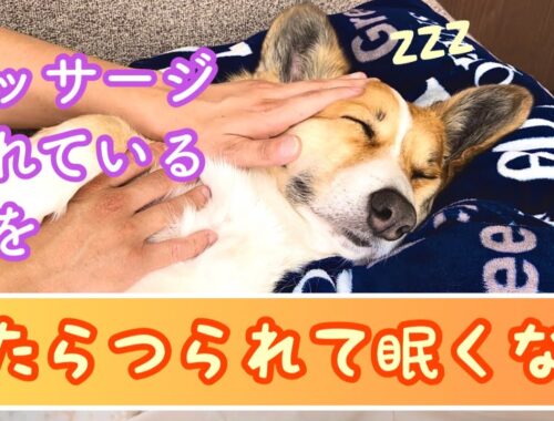 マッサージされて気持ちいい犬の顔を見るだけの動画【ウチのぽんぽん Dog Massage】