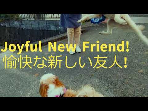 New Standard Poodle Friend スタンダードプードルの新しいお友達 #shihtzu, #standardpoodle, #dogfriends, #dogs