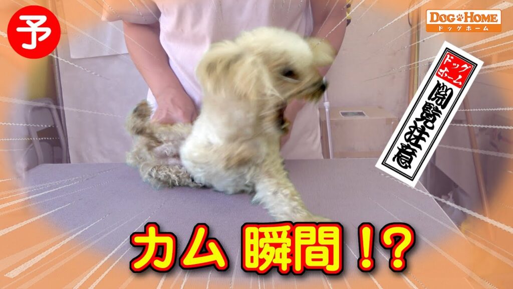 ハイシニアが噛む⁈噛む瞬間 - 逃げられるか？感知できるか！？【トイプードルのクゥくんのブロー編】　୨୧∵トリミング サロン DOG HOME ドッグホーム∵୨୧