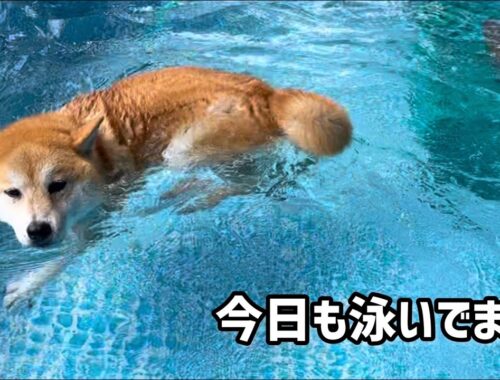 台風過ぎてプール遊びが忙しい巨体柴犬が可愛いw