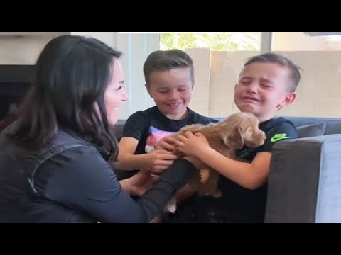 New Puppy Surprise Compilation 2023 | Suprising my husband early with his dream dog!