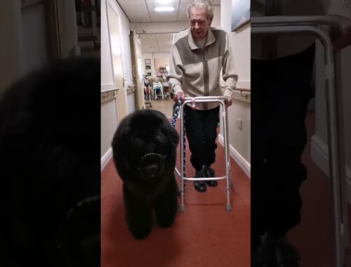 Gentle giant Newfoundland dog takes his Grandpaw for a walk around carehome