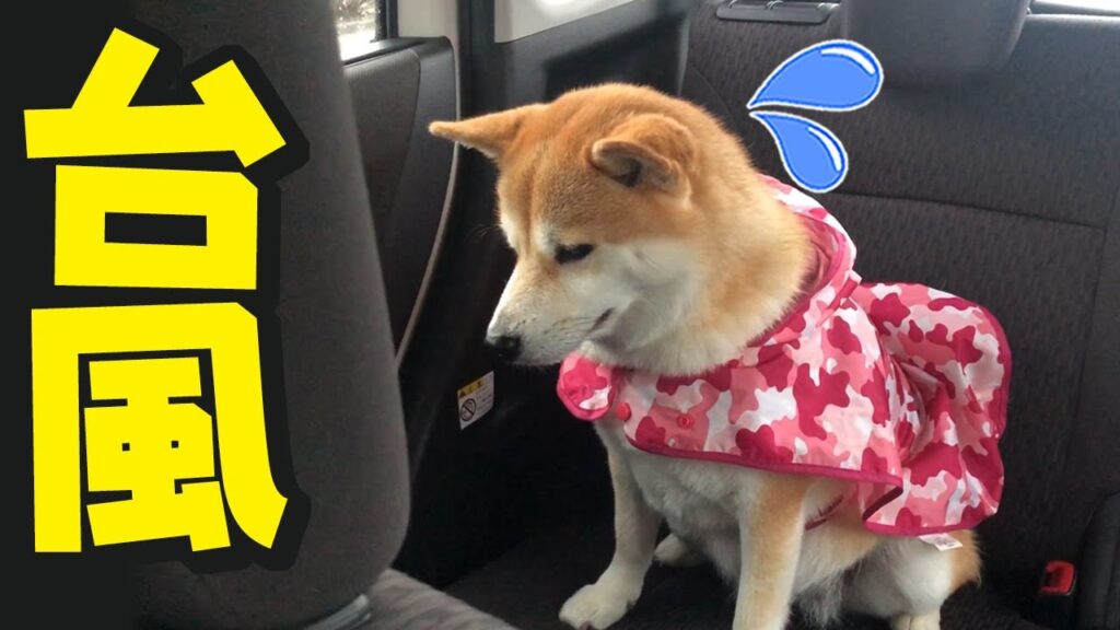 台風でカッパを着せられ落ち込む柴犬ちくわ 台風でカッパを着せられ落ち込む柴犬ちくわ