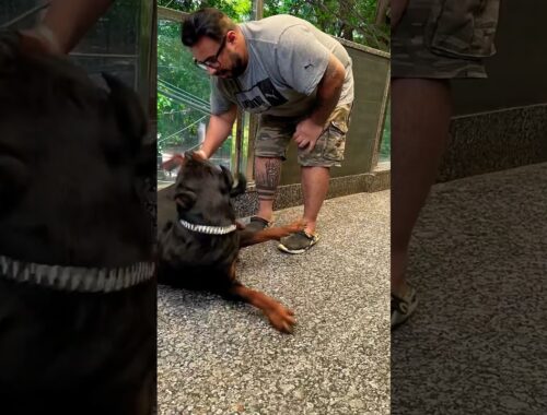 Rottweiler Attack On The Owner Explained. Why Dogs Attack & How To Prevent It ? #shorts  #rottweiler