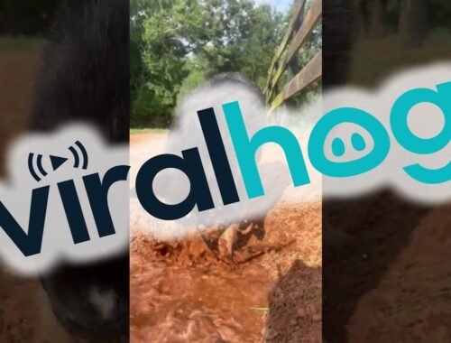 Australian Cattle Dog Loves Water || ViralHog
