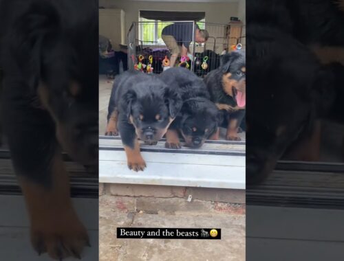 So much adorableness Rottweiler Puppies  🥰