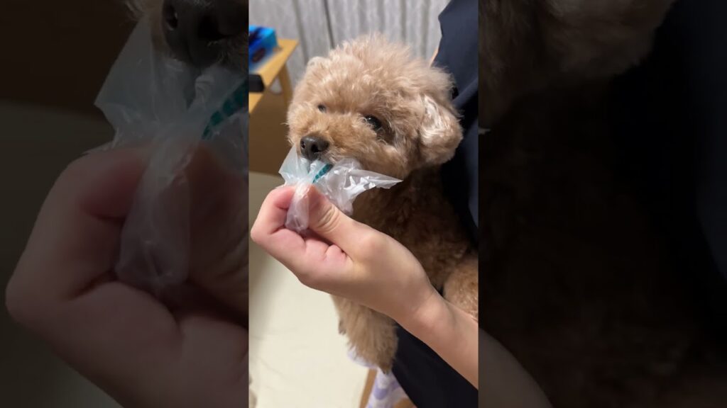 緩衝材をどうしても離したくない兄犬 #shorts  #dog #トイプードル #犬