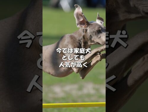 犬種図鑑ワイマラナー｜犬ラブ