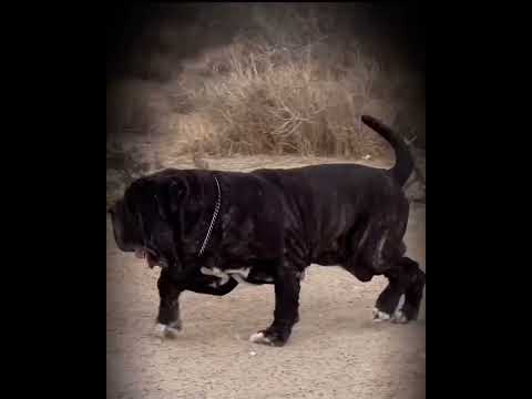 Giant Neapolitan Mastiff Running