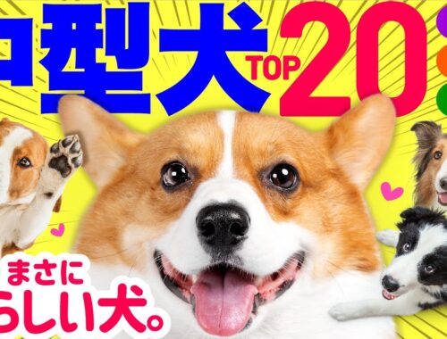 【2023年最新】中型犬 人気ランキングと解説❤️性格や飼いやすさも紹介！