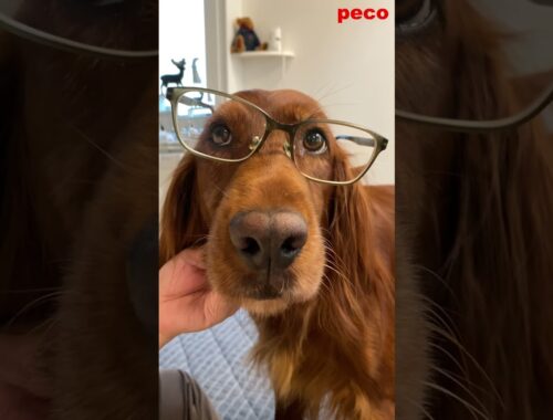 サラリーマン犬（Office Worker Dog）  #shorts （peco）　アイリッシュセター（アイリッシュセッター） Irish Setor（Irish Setter）
