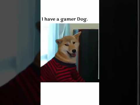 I have gamer dog #dogs #doglover #puppy #funny #animallover #dogs