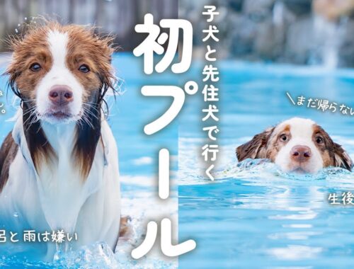 はじめてのプールに大はしゃぎの子犬と優雅に泳ぎを楽しむ先住犬が対照的すぎた(笑)