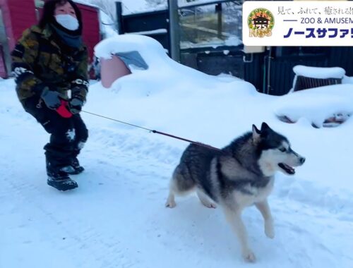 ハスキー犬との雪のお散歩が過酷すぎる！
