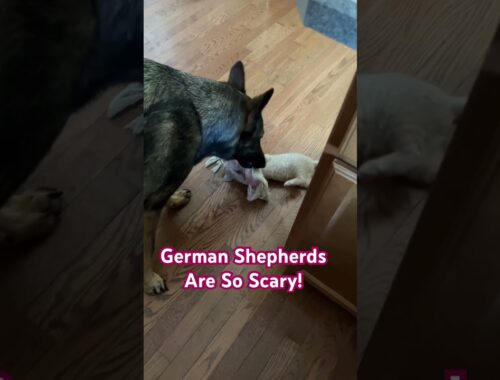 German Shepherds are So Scary!