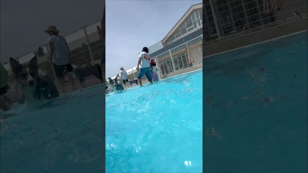 ボーダーコリーの水中撮影しようと試みたがムズ過ぎた!#shorts ボーダーコリーの水中撮影しようと試みたがムズ過ぎた!#shorts