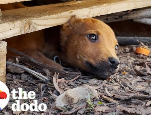Stray Puppy Leads Rescuers To Her Secret Hideout | The Dodo