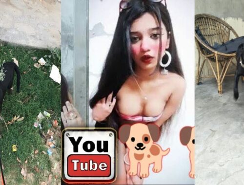 Lebrador puppy aggressive behavior || dog funny video | Lebra dog Bajrangi | cute  puppy #dog #viral