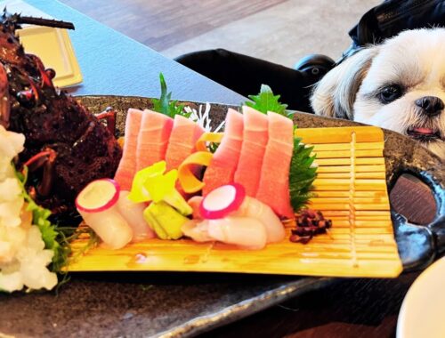 初めての伊勢海老に驚くシーズー子犬 レジーナリゾート鴨川のご飯 shihtzu was sueprised at spiny lobster at Kamogawa