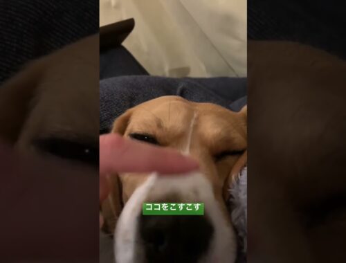 ビーグル犬寝かしつけマニュアル #beagle #ビーグル #いぬ