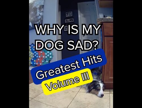 Ripley's Greatest Hits Volume III - Talking Dog - Australian Shepherd Puppy Dog.