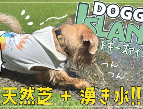 【ノーフォークテリア】日本最大級！犬の遊園地「DOGGY'S ISLAND」に行ってきた【小谷流の里ドギーズアイランド】