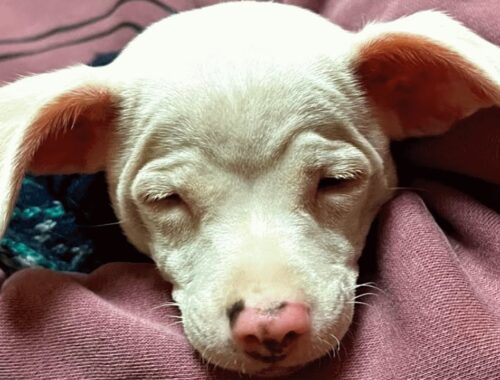 Couple brings home a blind pup. Then came the surprise.