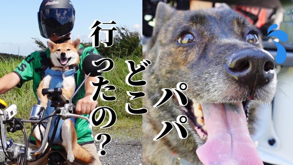 パパと妹犬がいなくなった途端に心配のあまり探し始める甲斐犬【柴犬・甲斐犬】 パパと妹犬がいなくなった途端に心配のあまり探し始める甲斐犬【柴犬・甲斐犬】