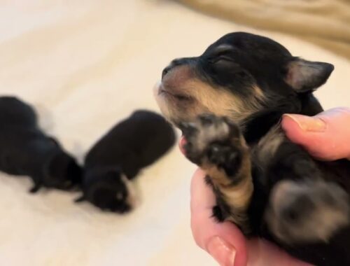 SVCC 8 Schnauzer Puppies - Sweet Tee's 2 Week Old Puppies