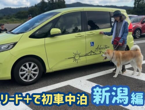 フリード+秋田犬Nana's carで初の新潟車中泊 #新潟 #笹川流れ #塩ソフトクリーム