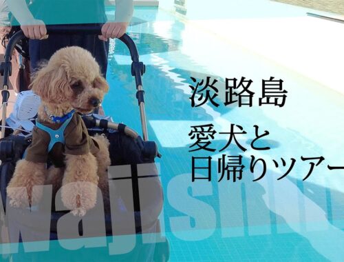 【トイプードルのテト】淡路島『ペットとお出かけ』日帰りツアー‼︎#トイプードル #toypoodle #awajishima