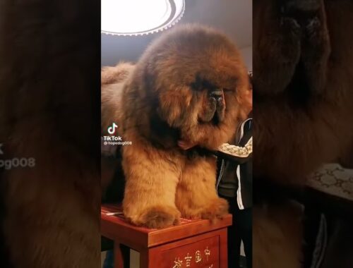 The biggest and most expensive dog in the world    チベタンマスティフ