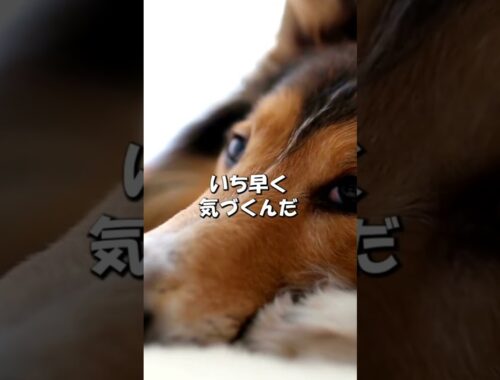 犬種図鑑ラフコリー｜犬ラブ