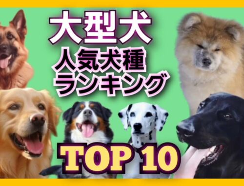 【2023 最新版】大型犬人気犬種ランキングTOP10！
