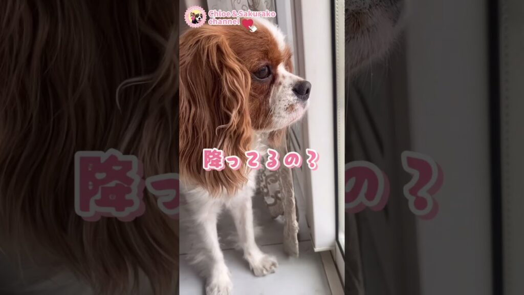 【雨の日はびしょ濡れ】決死の覚悟で外に出る愛犬を必死に阻止する飼い主🐶 【雨の日はびしょ濡れ】決死の覚悟で外に出る愛犬を必死に阻止する飼い主🐶