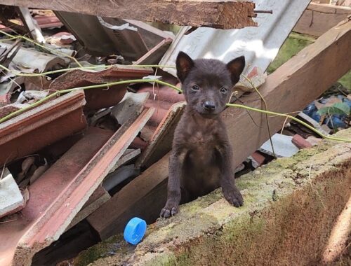 Rescue The puppy Cried for Help ,abandonedpuppy in the old houseadopted him