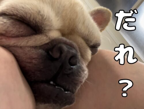 愛犬の寝顔を見たら知らない犬になってました…（！？）#フレンチブルドッグ #キャバリア #チワワ #多頭飼い #いぬ