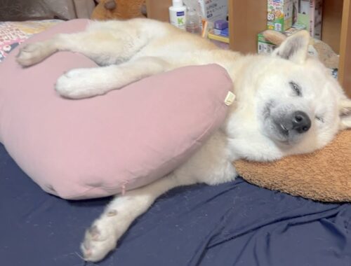寝る前、寂しそうに鳴く柴犬に抱き枕プレゼントしたら最高に幸せそうな顔を見せてくれました。