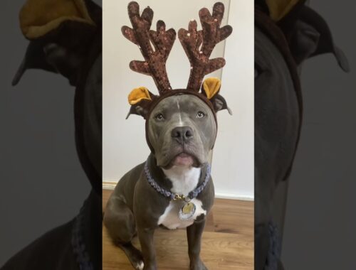 クリスマス準備を堪能するピットブル子犬 #shorts #pitbull #christmas #ピットブル #アメリカンピットブルテリア  #puppy #子犬