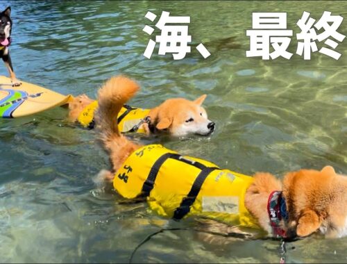 柴犬たちの海水浴、最高の最終回でした！