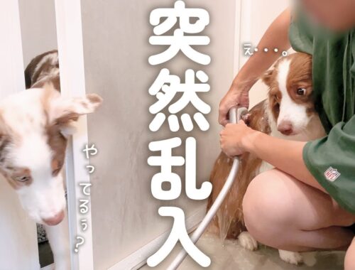 先住犬がお風呂に入っていると自分も入りたくなっちゃう子犬が可愛い(笑)