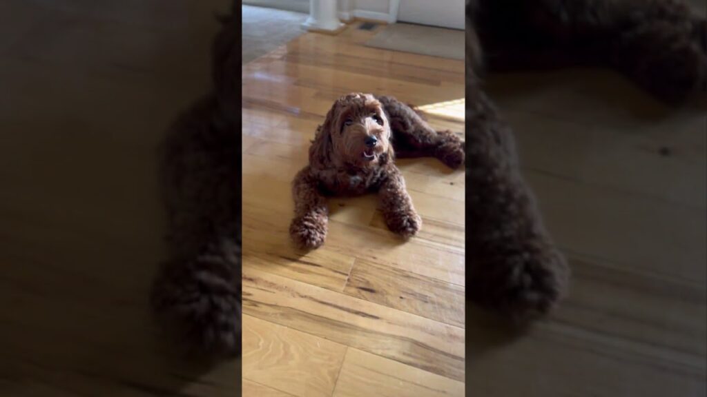 These adorable puppies are at ease in their own home | #puppy #dog These adorable puppies are at ease in their own home | #puppy #dog