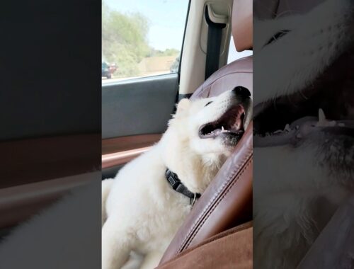 Dog reacts to middle east summer be like... #summer #winter is coming #polarbear