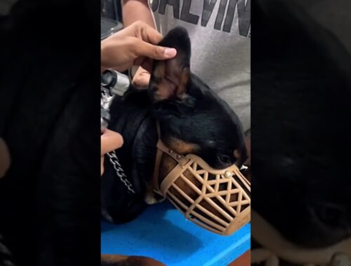 Aggressive Rottweiler Behaviour In Dogs Clinic. Bubzee The Male Rottweiler. #shorts #rottweiler