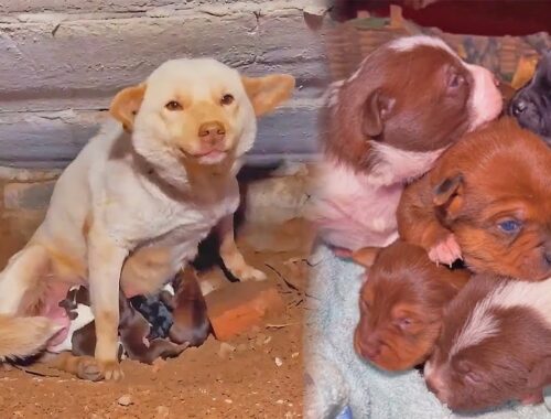 Stray Dog Mom Gives Birth to 5 Puppies Under My Building, Carefully Recording Their Joyful Growth.
