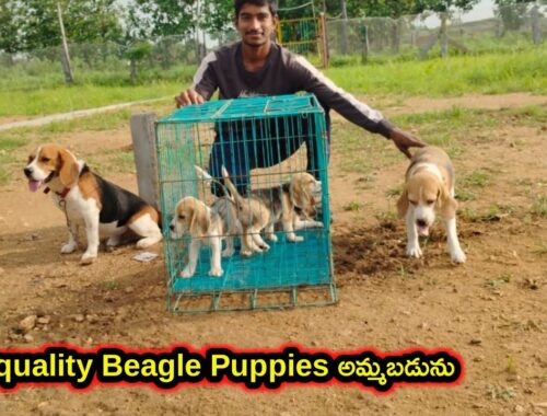 top quality Beagle Puppies for sale in telugu/9010691049 /aj pets