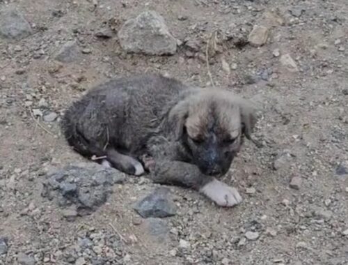 Weak And Vulnerable, Poor Puppy Couldn't Find Any Helps As He Just A Feral...