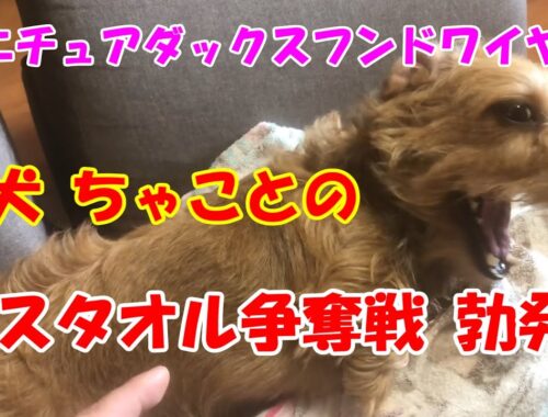【ミニチュアダックスフンド ワイヤー】愛犬ちゃことのバスタオル争奪戦が勃発！？