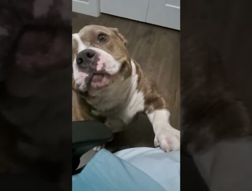CUTE AMERICAN BULLY WANTS MORE HEAD SCRATCHES | #Dog #shorts