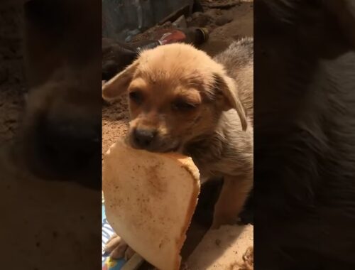 Puppy Offer His Last Bread To Adopted And Loved!